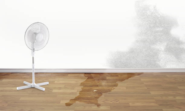 Best Water damage restoration experts  in Thunder Mountain, NM